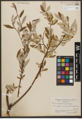 Foto von Salix subcoerulea Piper